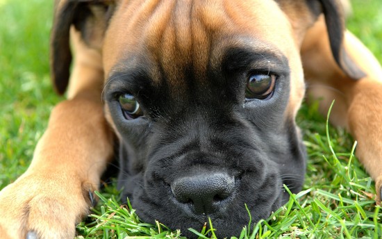 Boxer-Dog-Wallpaper