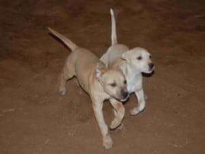 Bullwhip_puppies