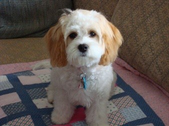 bichon frise mixed with king charles cavalier