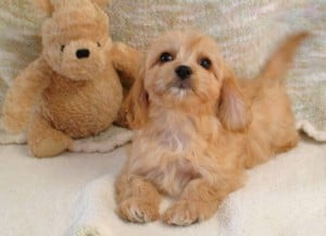 Cavachon-Puppy