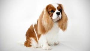 Cavalier-King-Charles-Spaniel