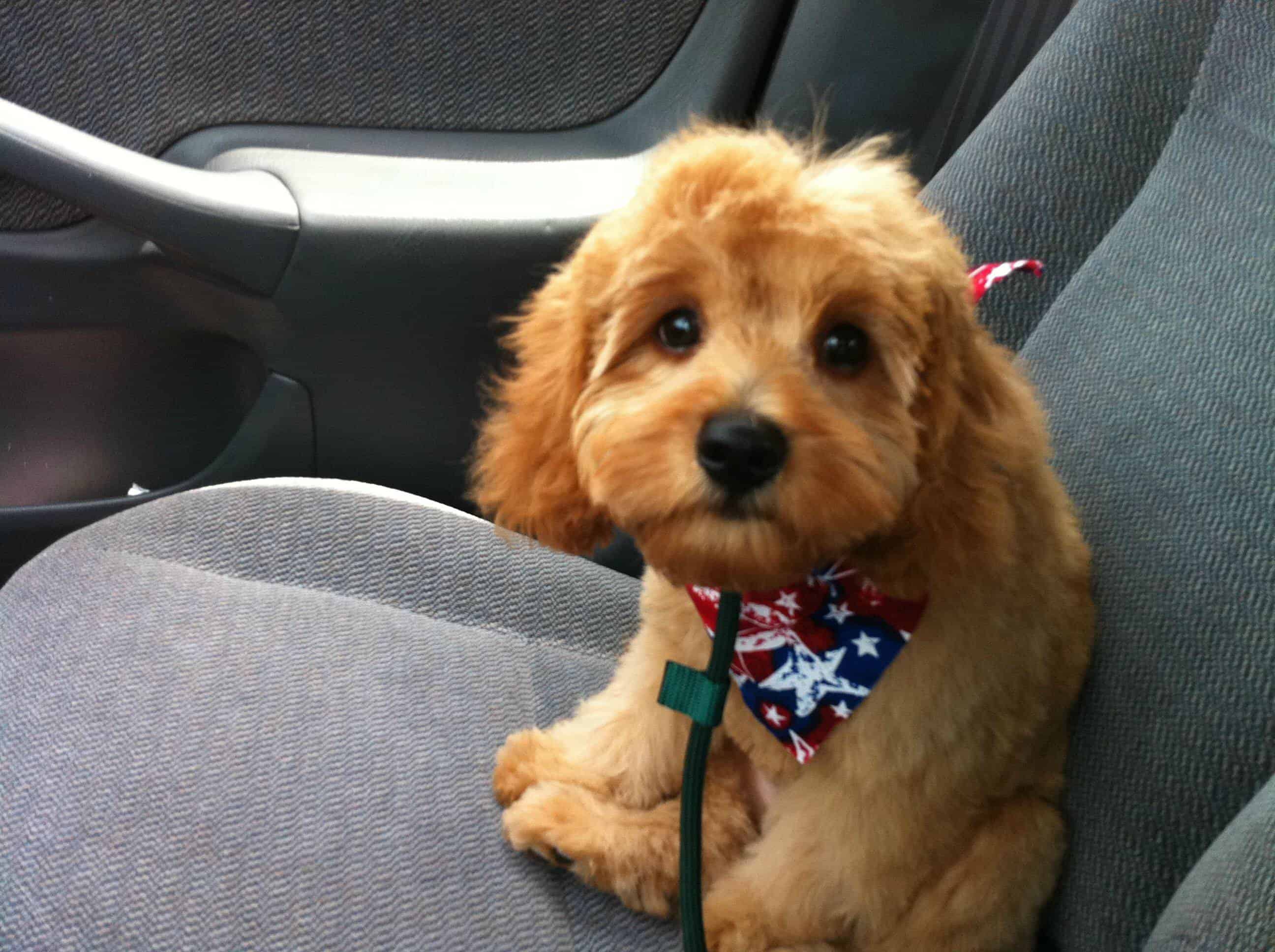 cross between a king charles spaniel and a poodle