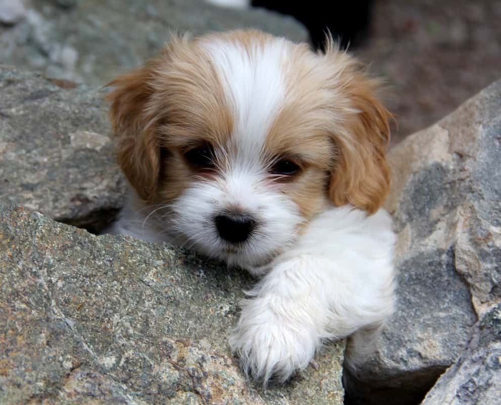 king charles spaniel bichon mix