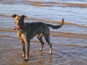 Lurcher