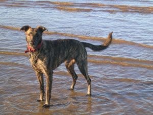 Lurcher-Dog