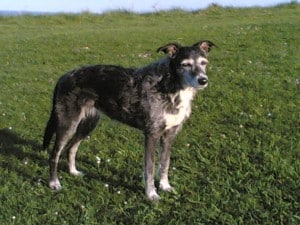 Lurcher-dog-breed