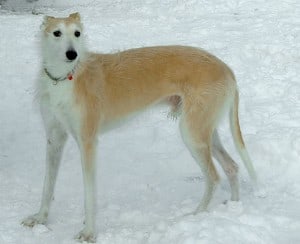 Lurcher-mixed-dog