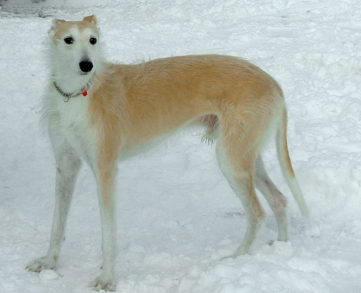 bull terrier greyhound mix