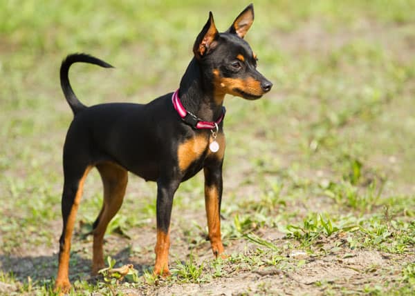 miniature pinscher with chihuahua