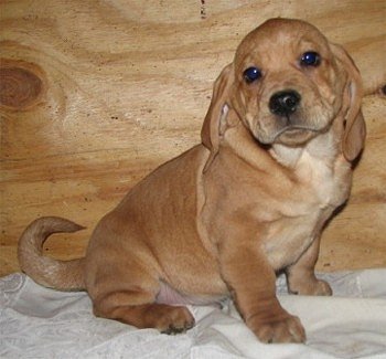 basset hound shar pei mix puppies