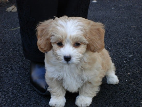 Poodle-Shih-Tzu-Mix