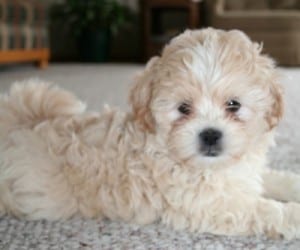 shih tzu toy poodle mix