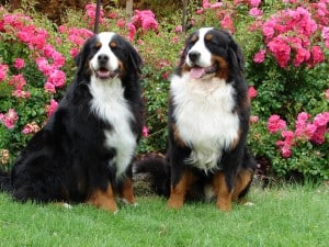 Two-Bernese-Mountain-Dogs