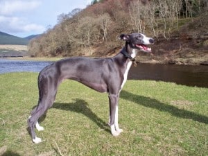 Whippet-mixed-adult-dog