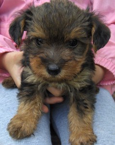 Yorkipoo-puppy