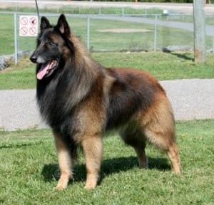 adult-belgian-tervuren