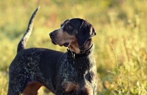 adult-bluetick-coonhound-breed