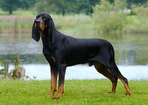 black-and-tan-coonhound-dog