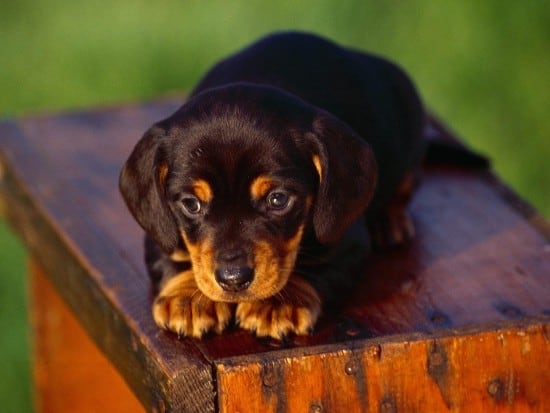 black-and-tan-coonhound-puppy-wallpaper