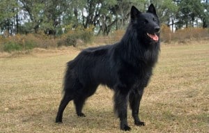 black-belgian-sheepdog