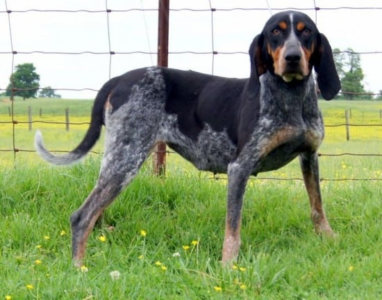 bluetick-coonhound-dog