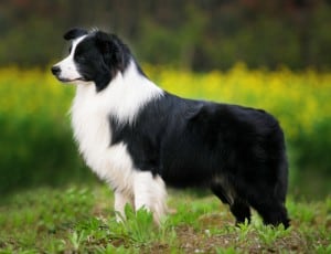 border-collie