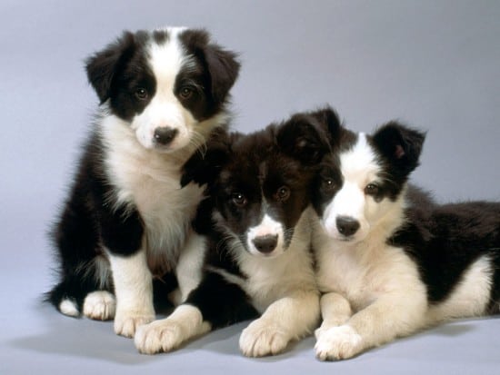 border-collie-wallpaper