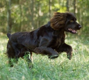 boykin-spaniel-adult