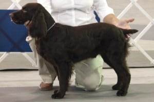 boykin-spaniel-dog