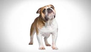 bulldog_mixed_breed_dog