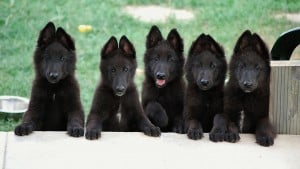 cute-baby-dog-belgian-sheepdog