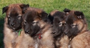 cute-belgian-tervuren-puppies