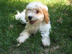 white-cavapoo