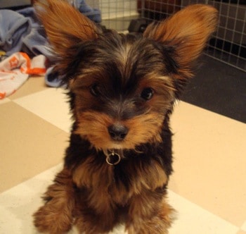 miniature poodle yorkie mix