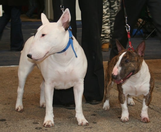 Bull_terrier_and_bull_terier_miniature