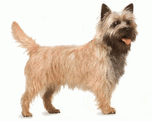 Cairn-Terrier