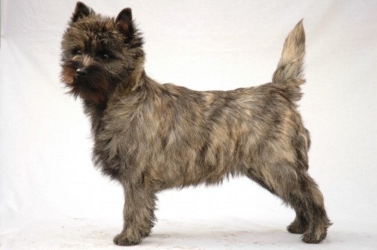 Cairn_Terrier_dog_breed