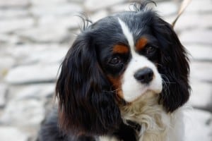 Cavalier King Charles Spaniel