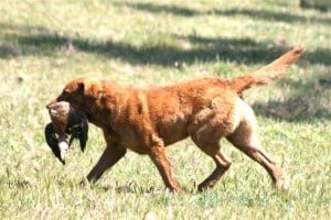 Chesapeake-Bay-Retriever