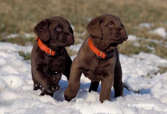 Chesapeake Bay Retriever puppies playing in snow