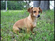 Chiweenie