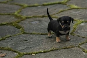 Chiweenie-puppy