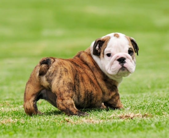 English-Bulldog-Puppy