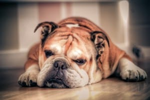 English_Bulldog-breed