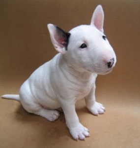 l-Baby-bull-terrier