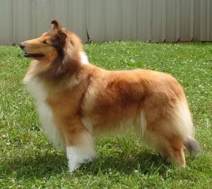 Adult Collie