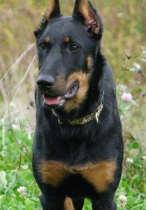 Beauceron cropped ears