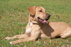 Black-Mouth-Cur