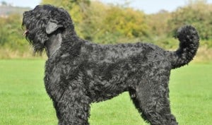 Black-Russian-Terrier-1