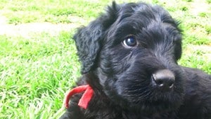 Black-Russian-Terrier